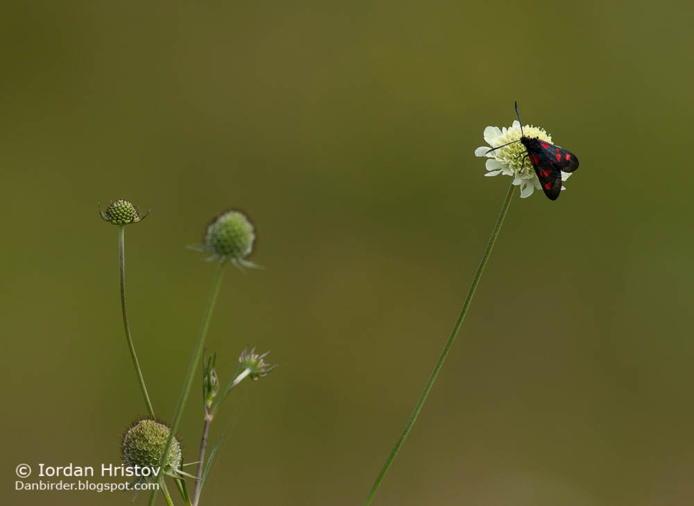 Butterfly photography in Bulgaria