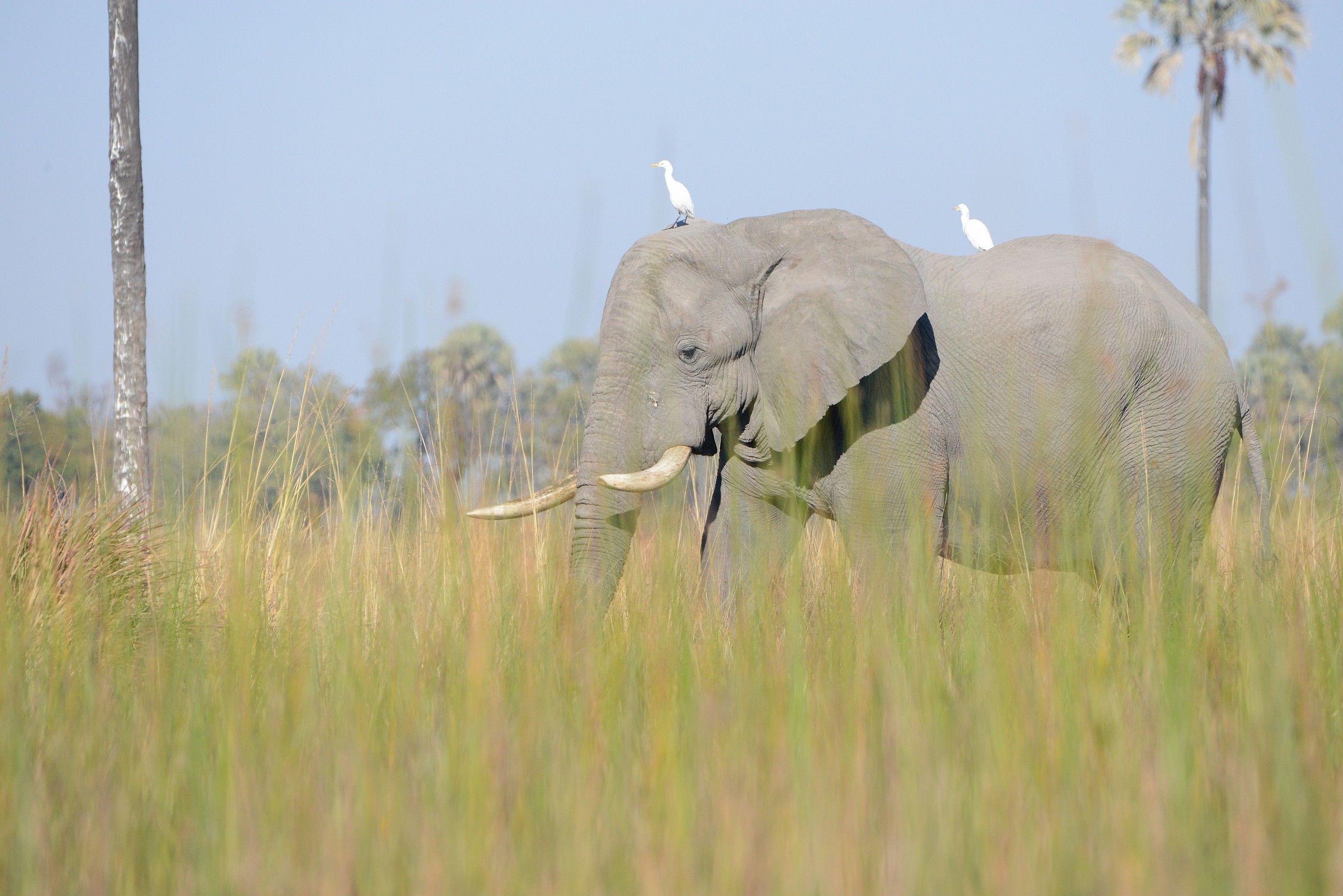 elefante e passeggeri