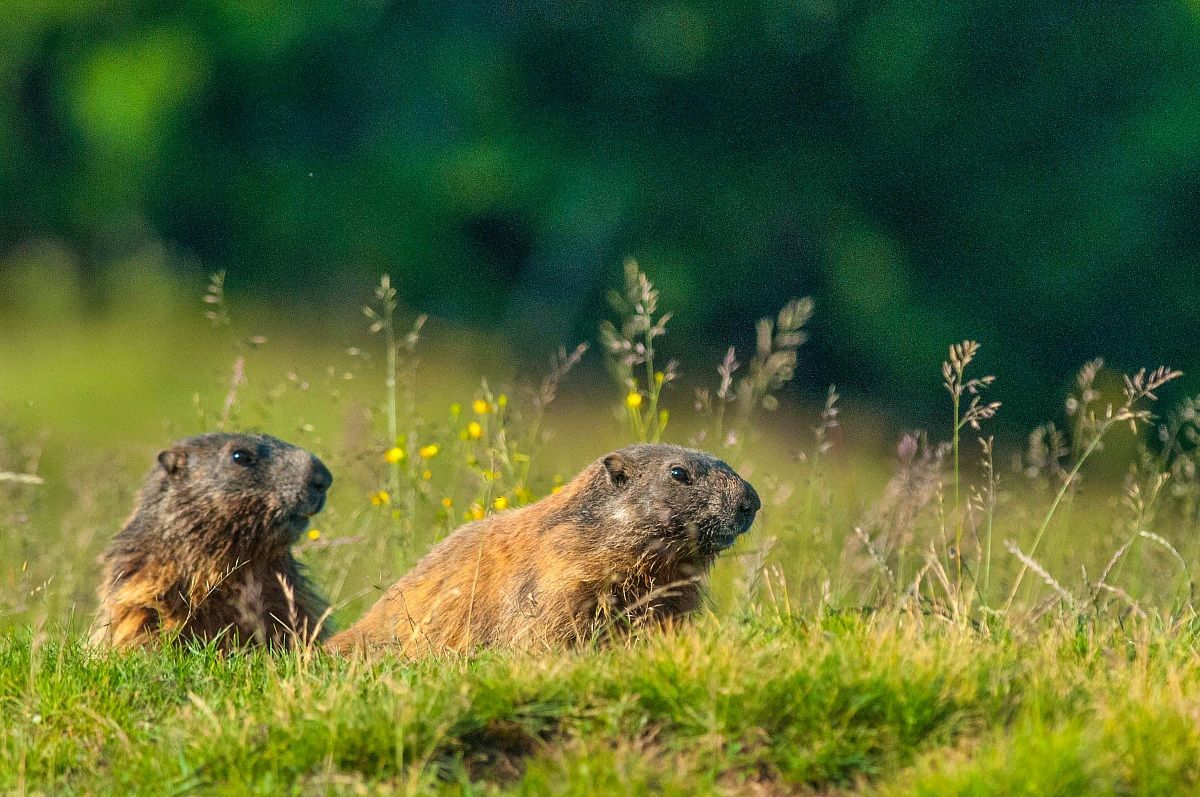 curious marmots!