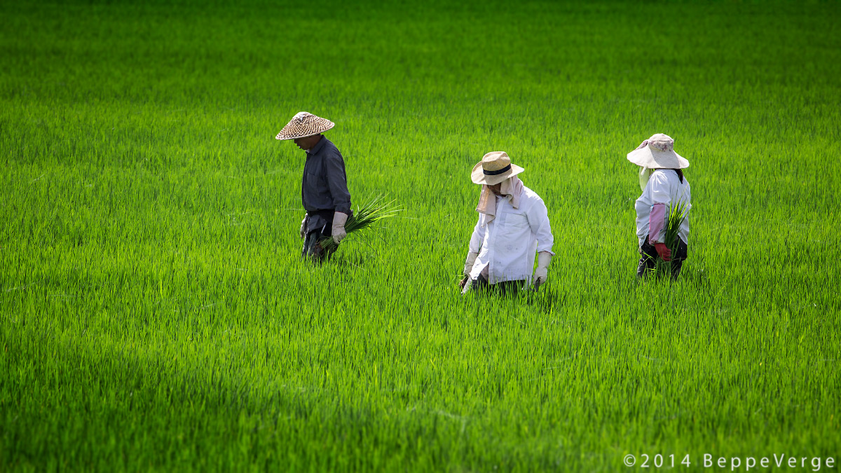 Cina? Vietnam? No, Biellese!