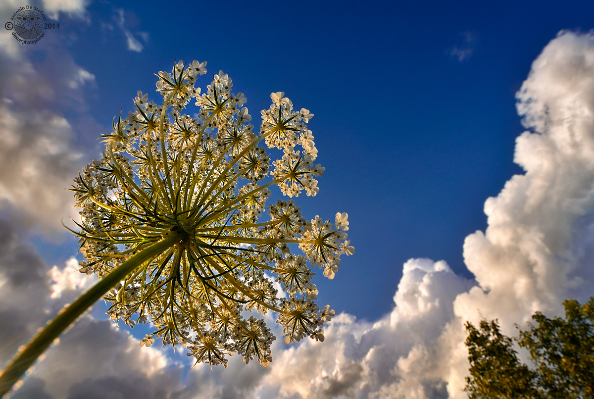 Ferris Wheel - infinite free spins