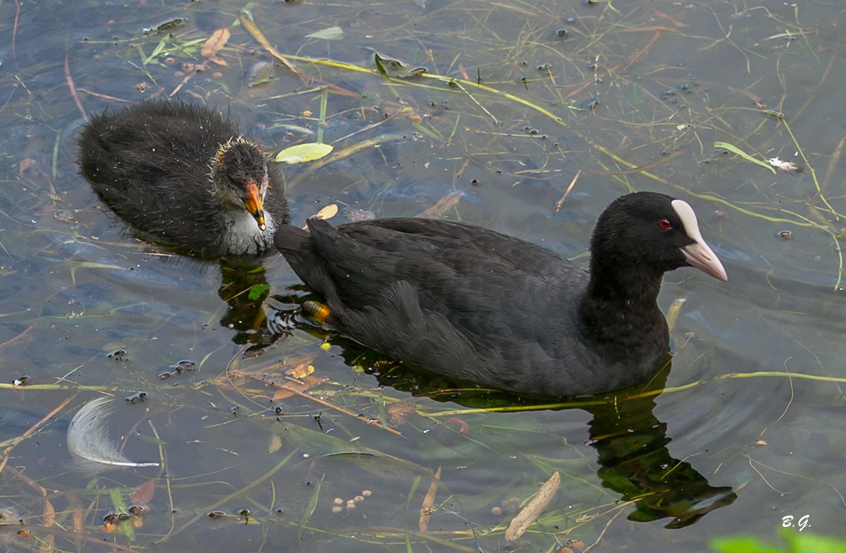 Coot