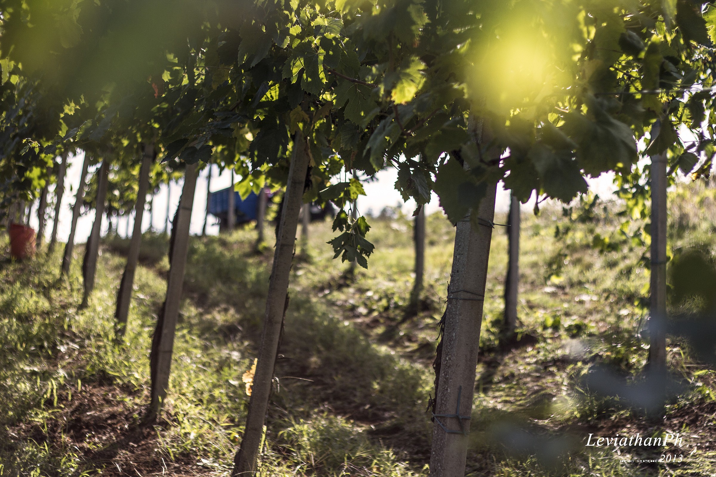 Vigneti in vendemmia