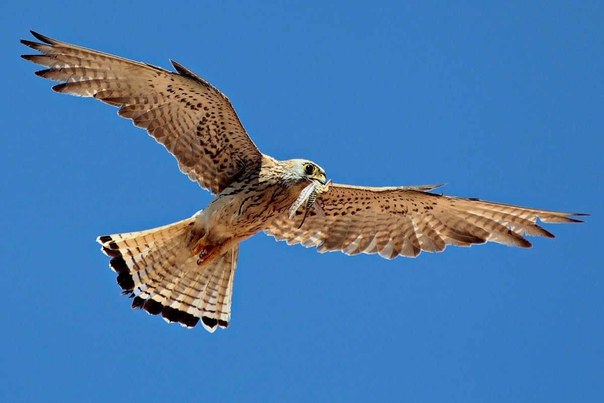 Kestrel in flight with prey