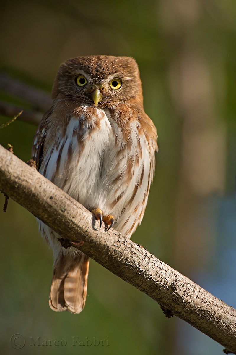 Pygmy-Owl