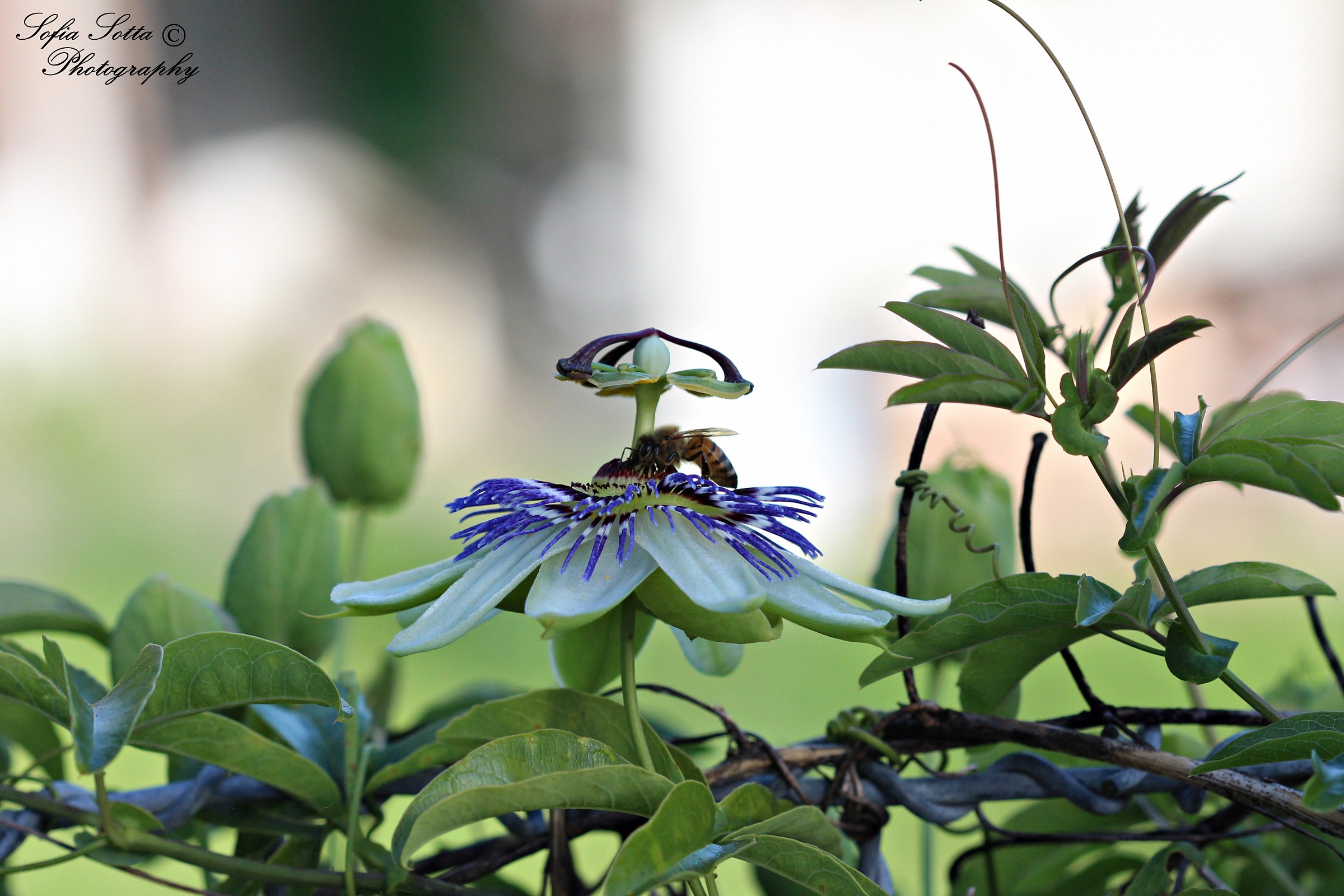 Bee on a strange flower