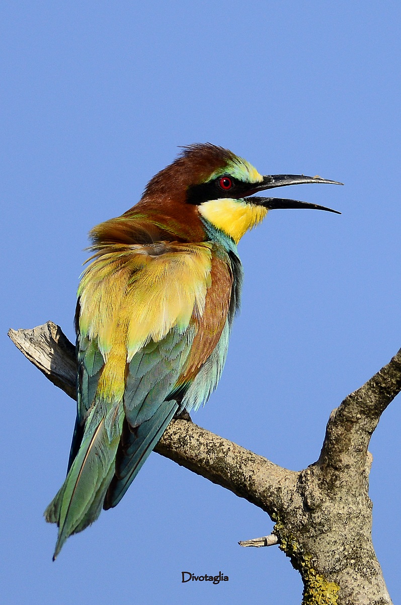 The Singing Bee Eater