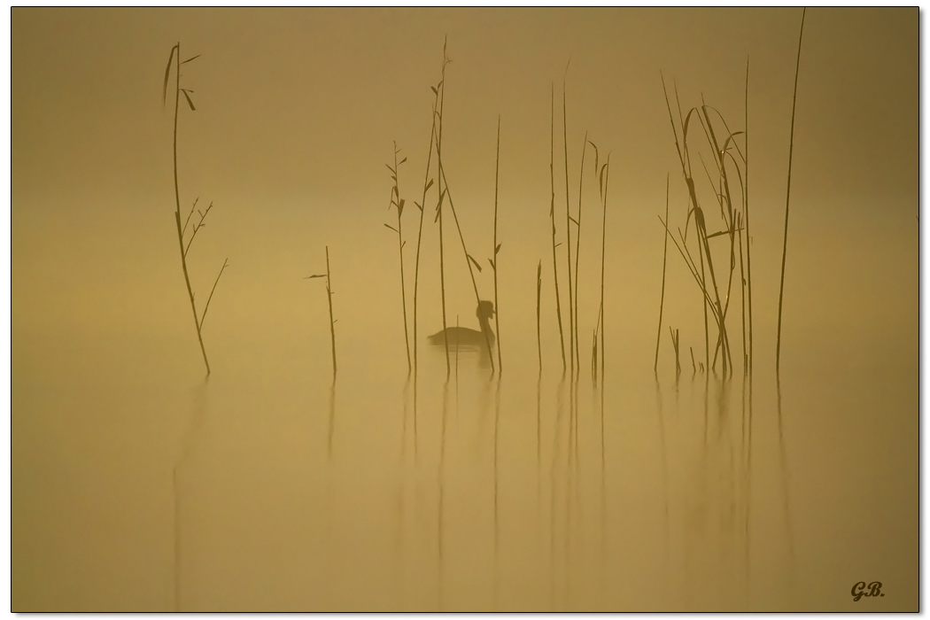 Grebe in the morning fog