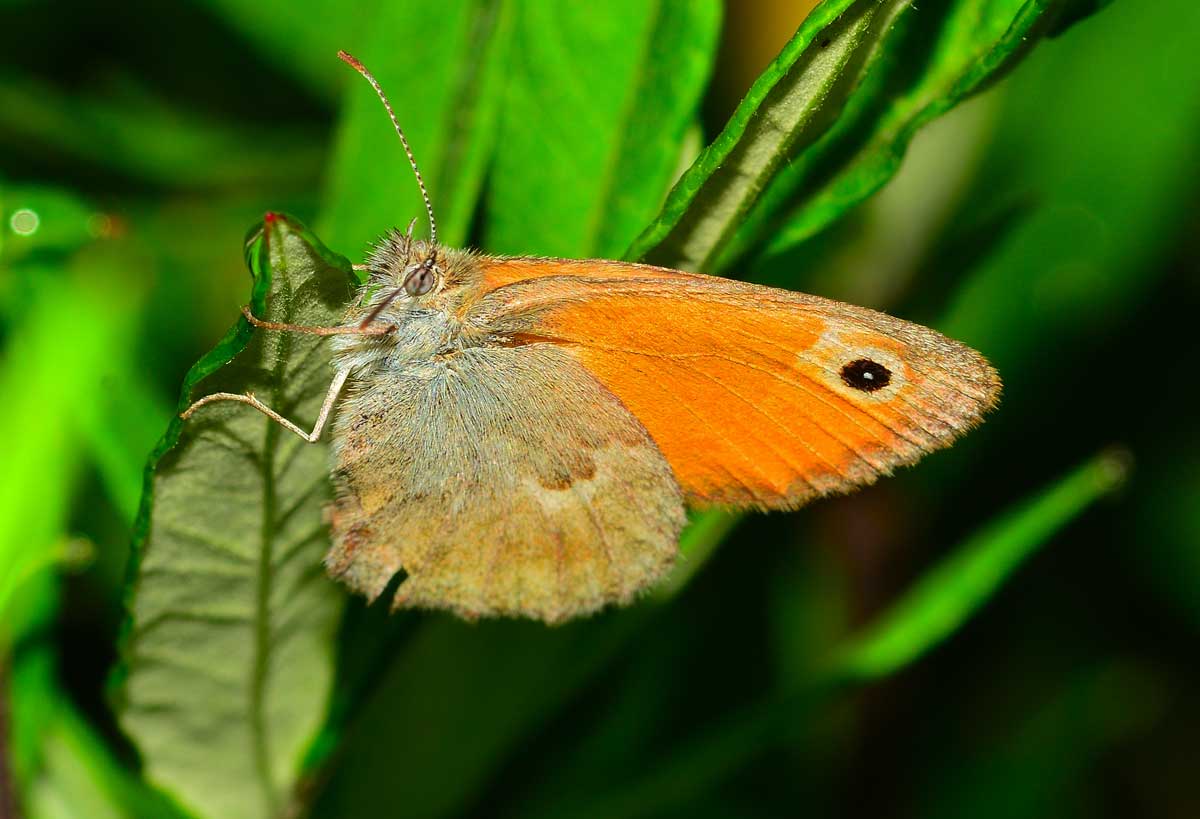 Coenonympha pamphilus