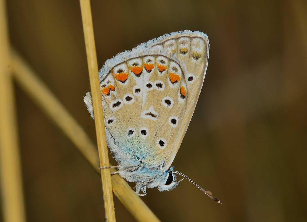 Polyommatus icarus