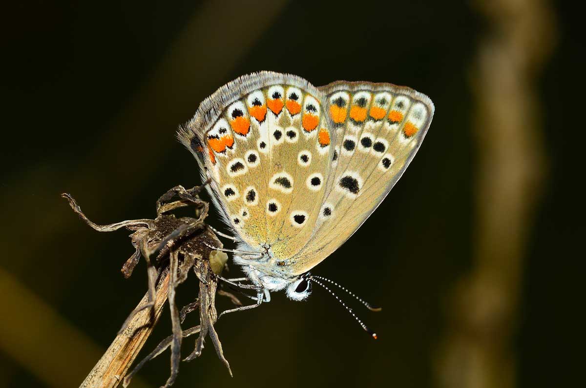 Polyommatus icarus