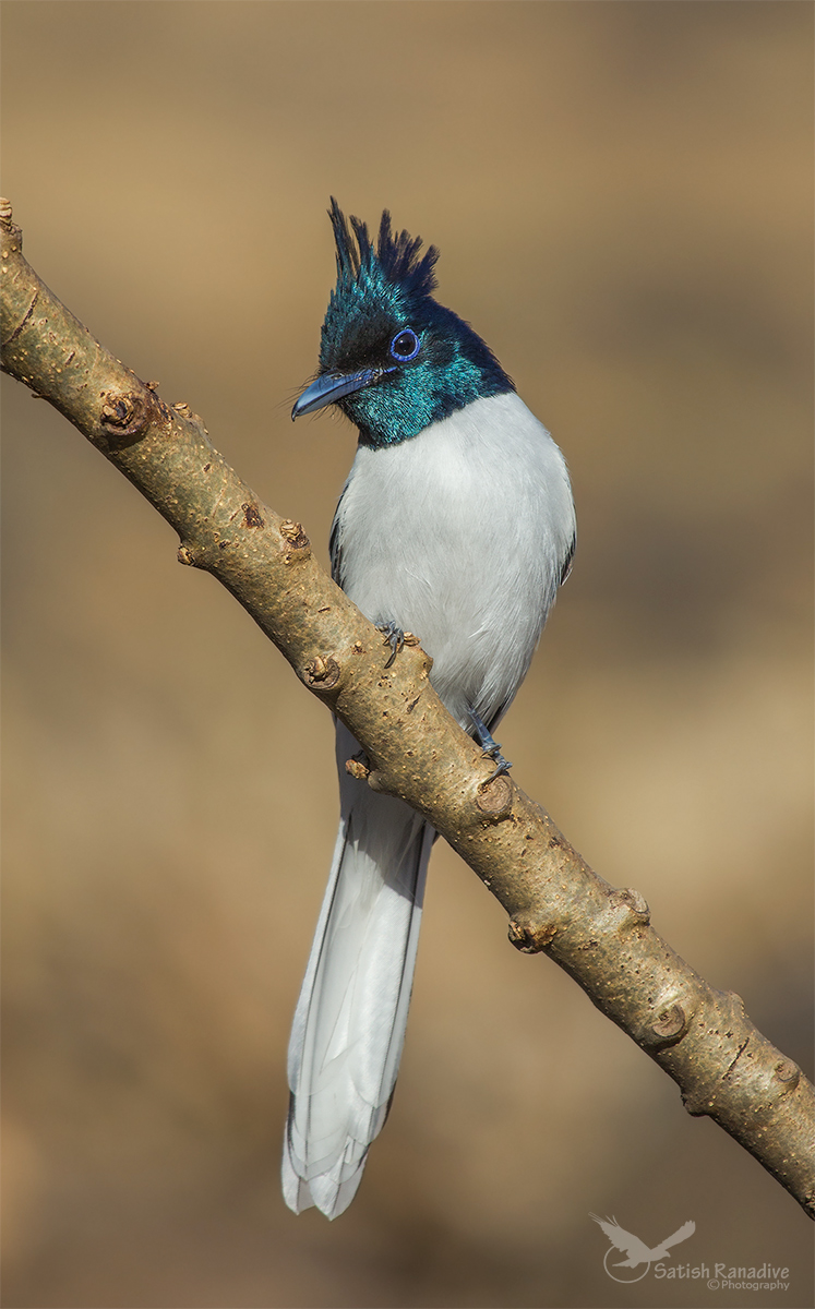 Asian Paradise Flycatcher: Molting adult male