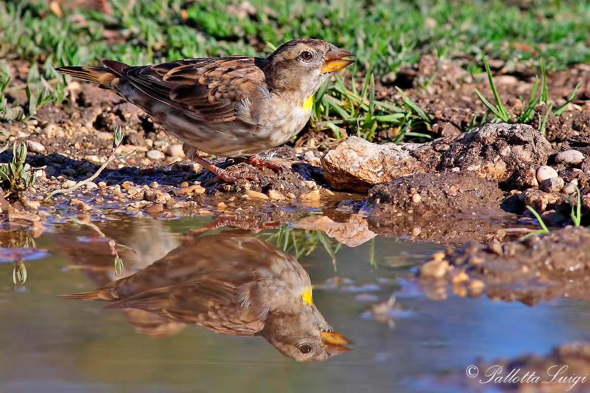 Passera lagia (Petronia petronia)