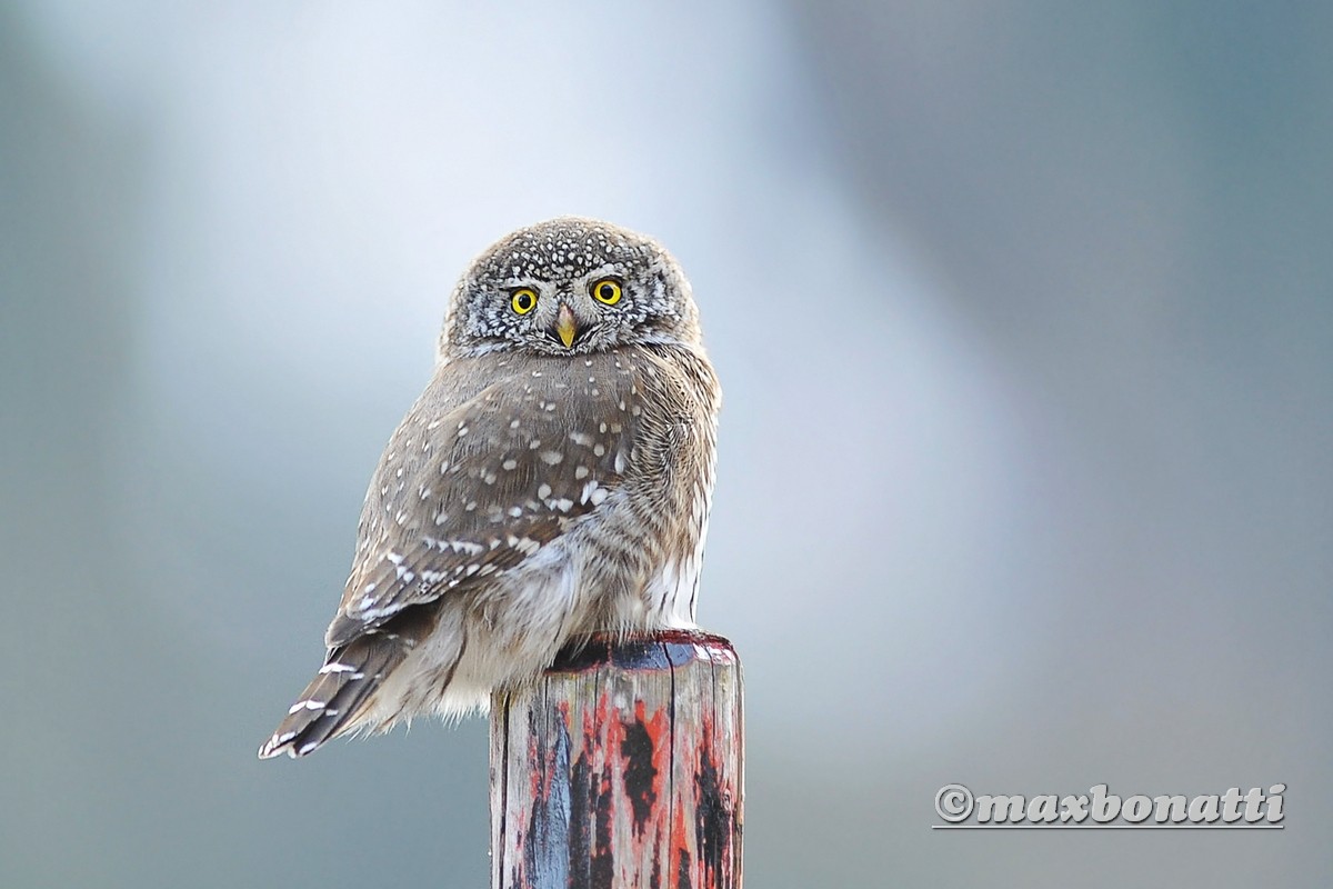Pygmy Owl (Glaucidium passerinum)