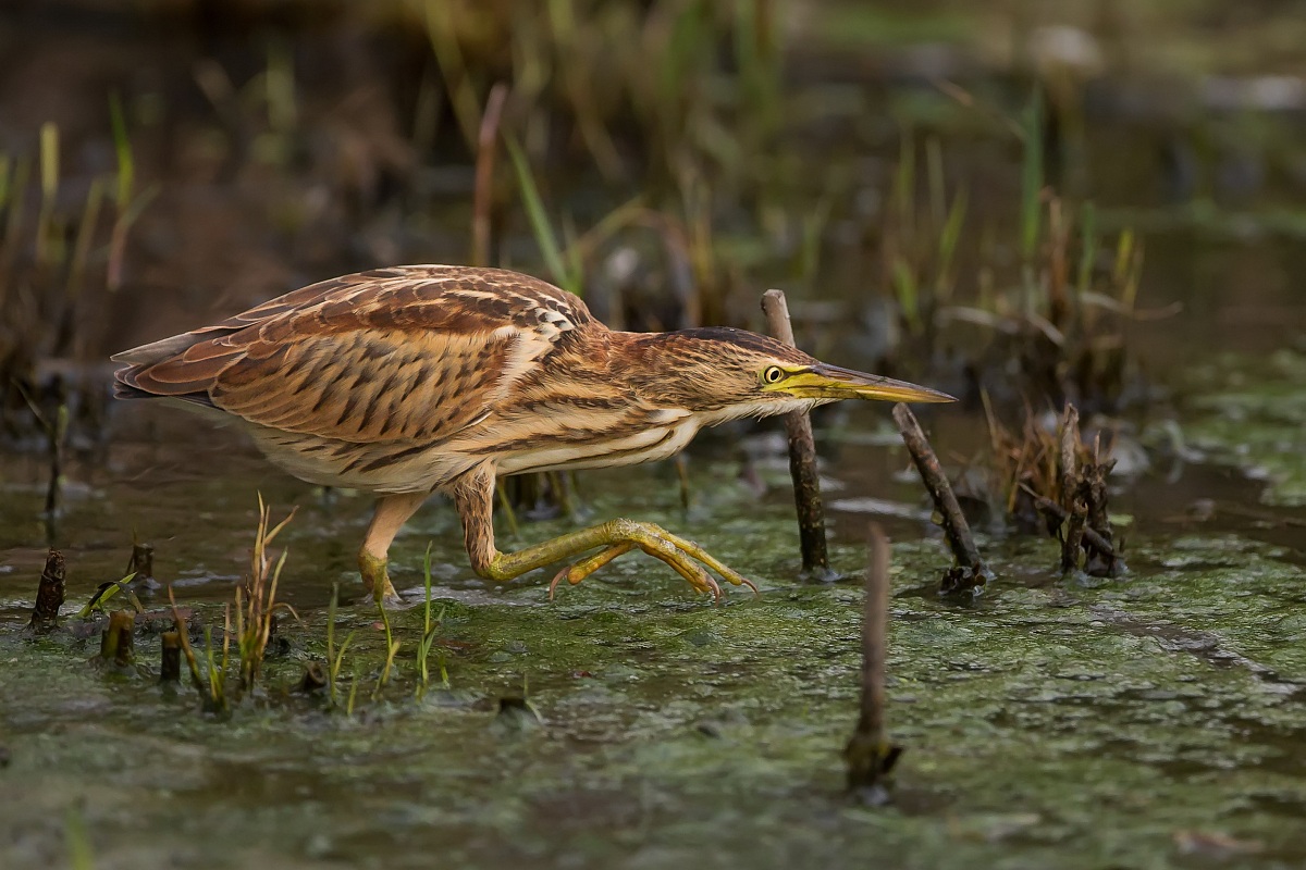 Tarabusino in caccia