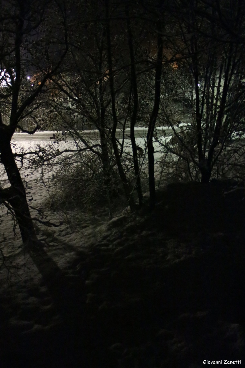 Indovina dov'è il cervo?