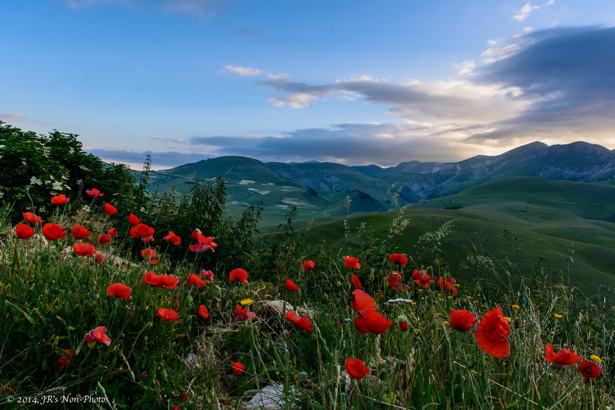 Poppies in Castelluccio