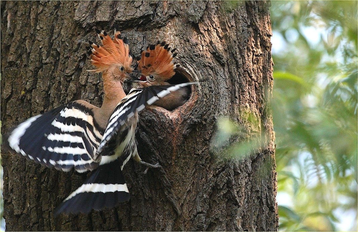 ,, nuova famiglia ,,