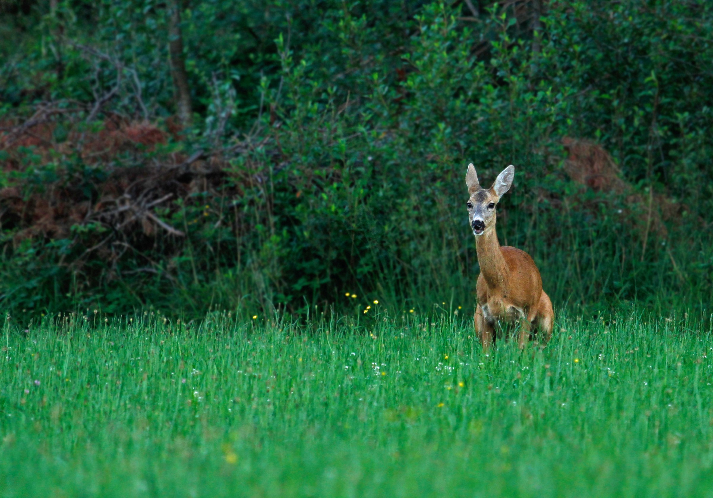 haaa... che leggerezza.....