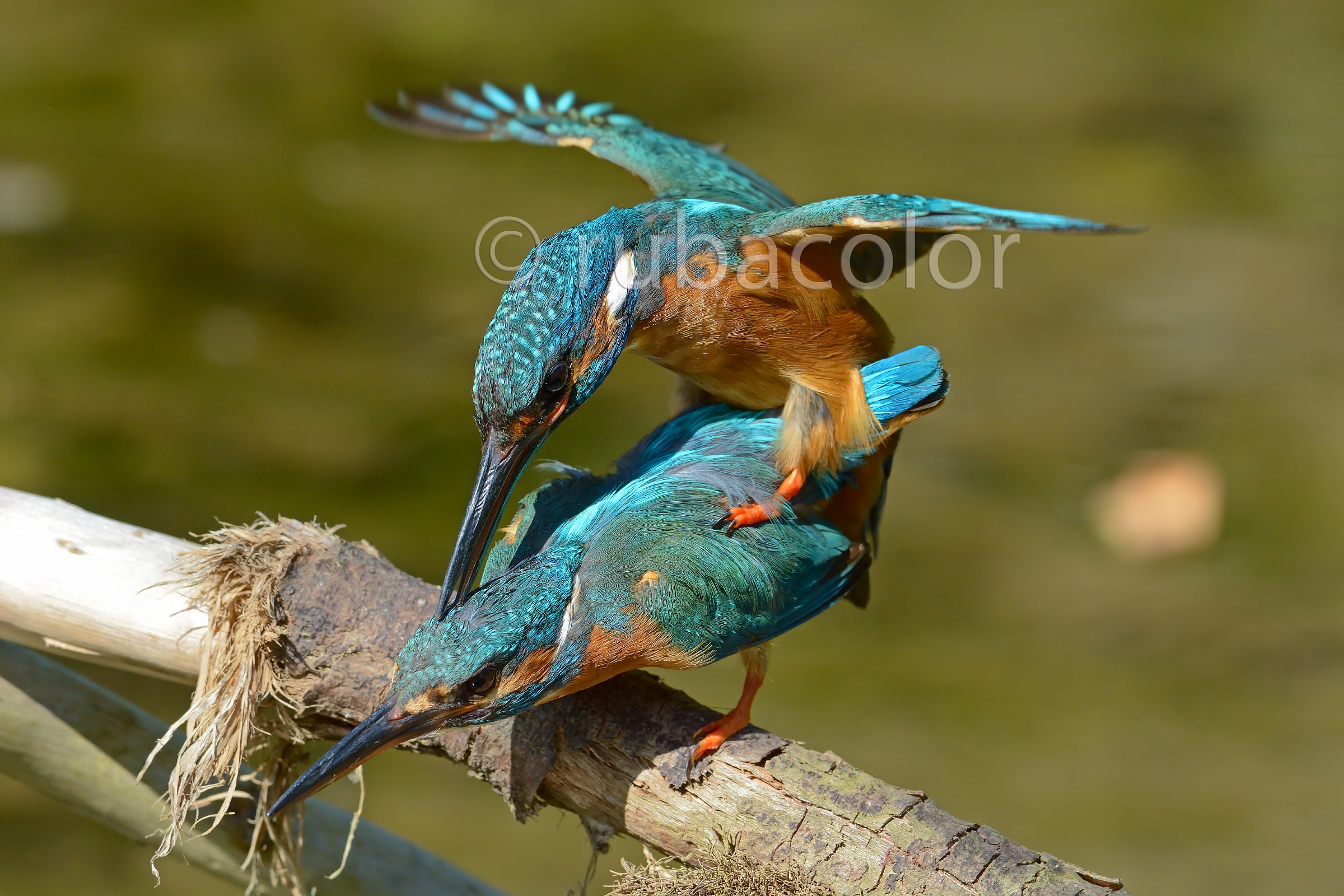 Overwhelmed by the passion under the magical sun of July