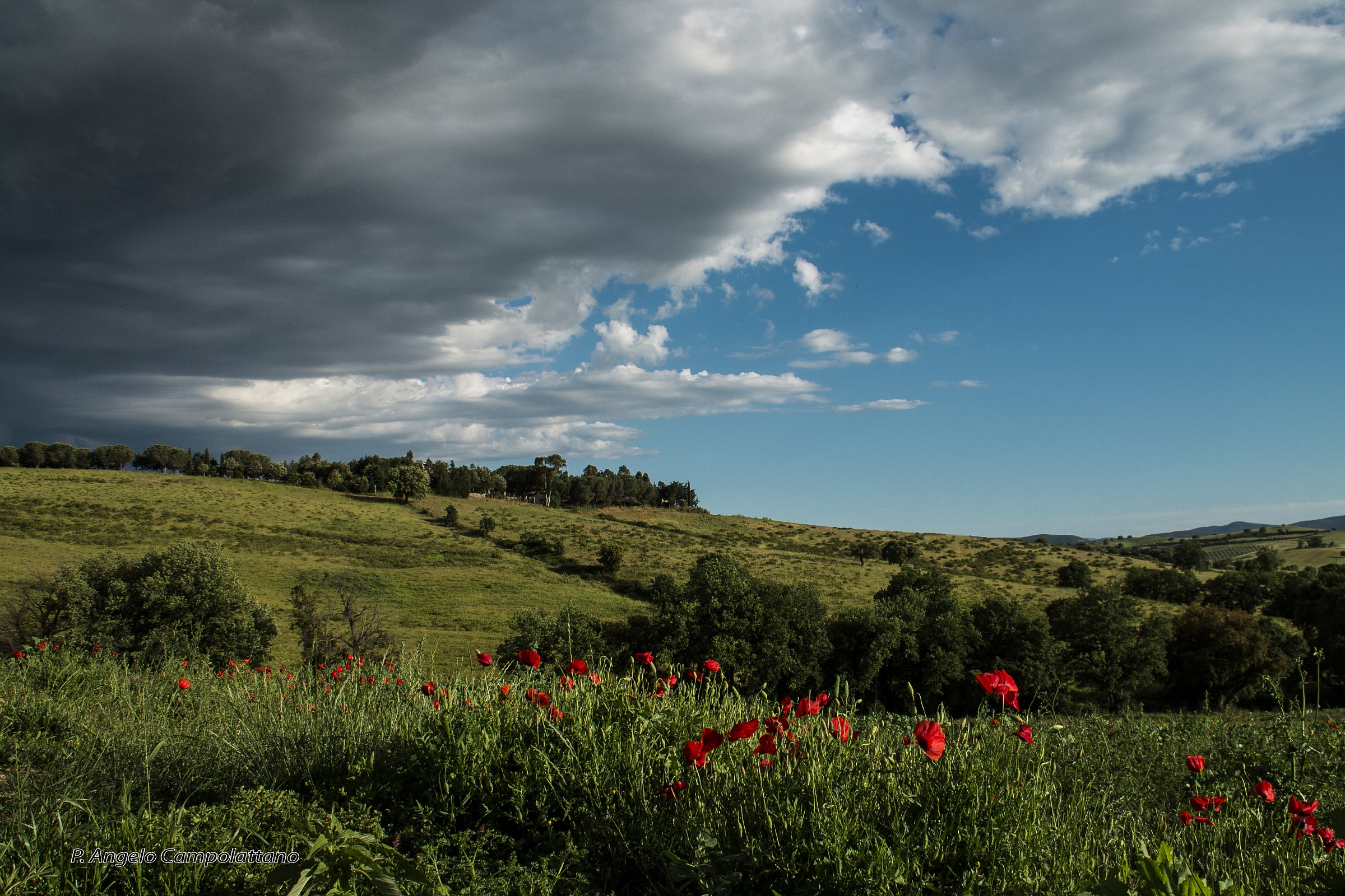 Last poppies on this rainy July!