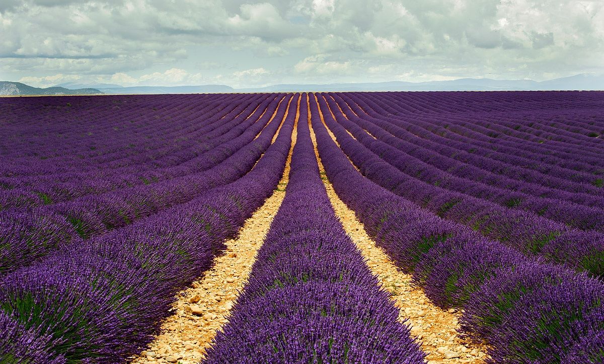 Lavender valensole