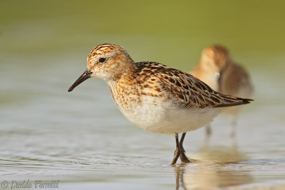 One behind the other