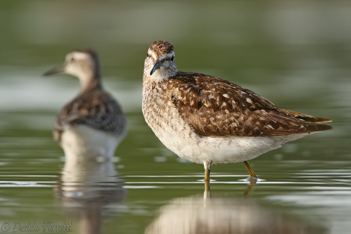 Boscherecci perplexed