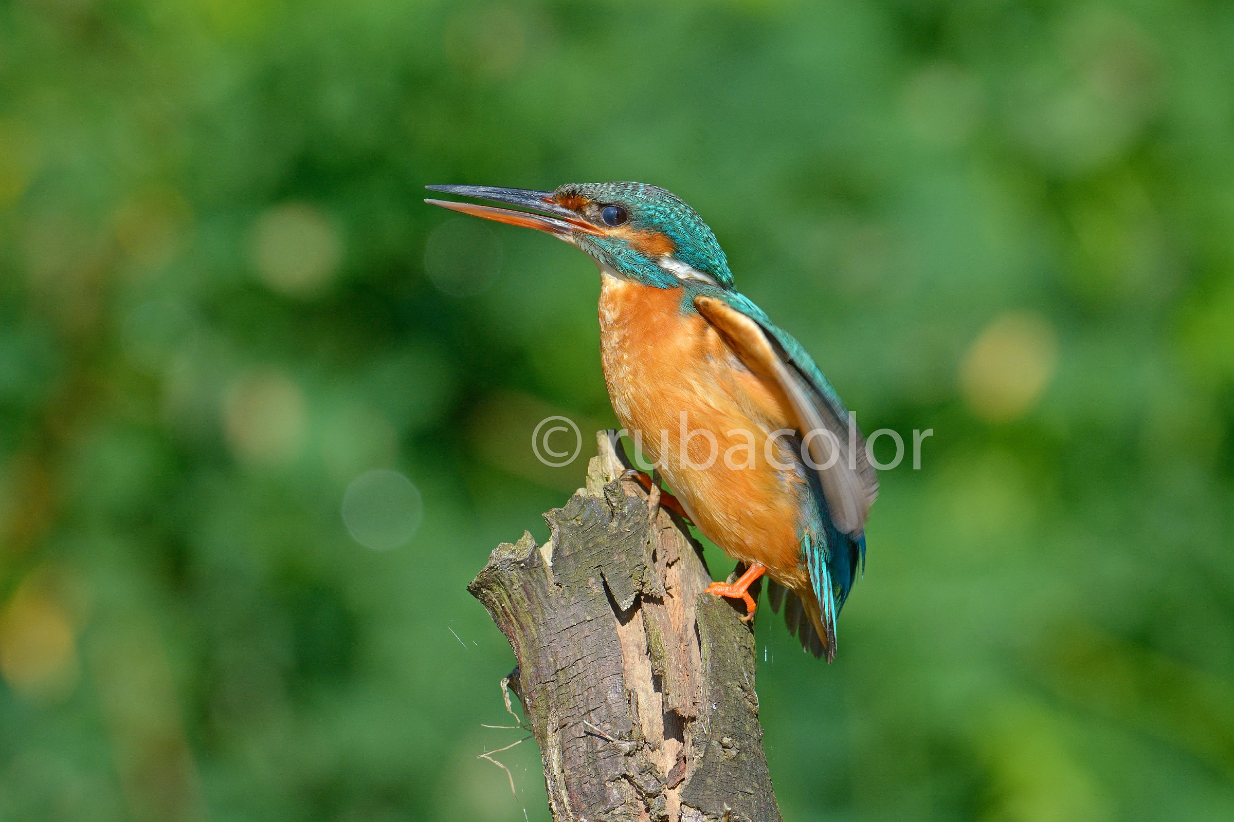 Il richiamo d'amore della martina