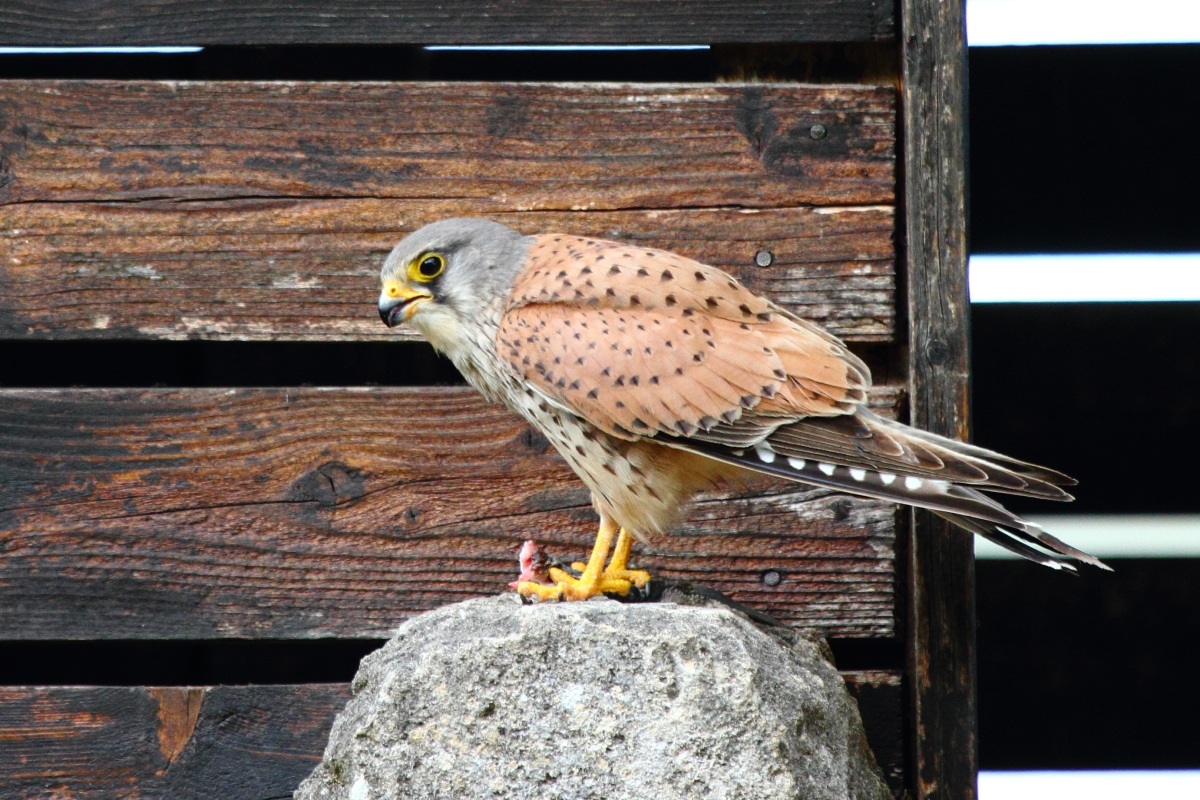 Kestrel