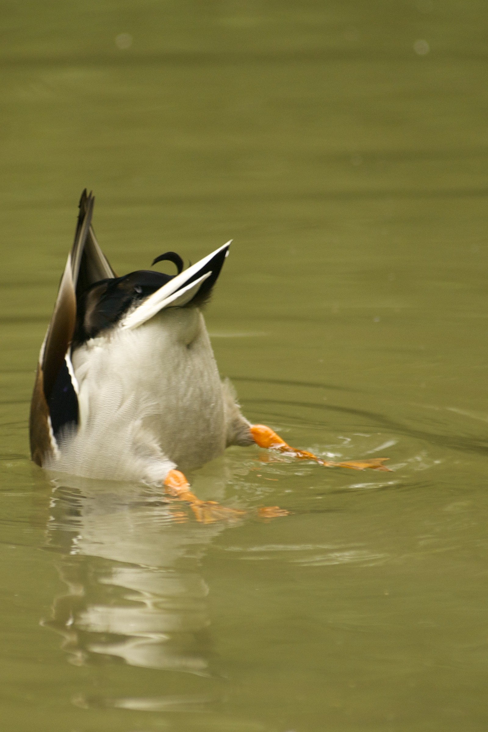 Racconigi, Parco Anatidi - Upside down