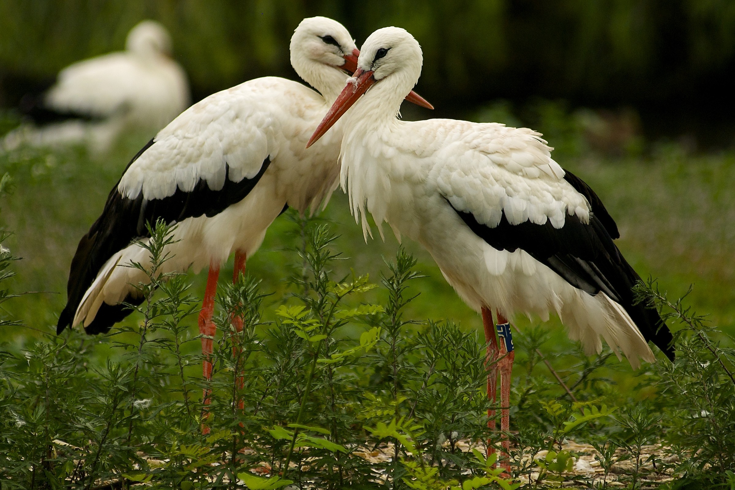 Racconigi, Parco Anatidi - Cicogne