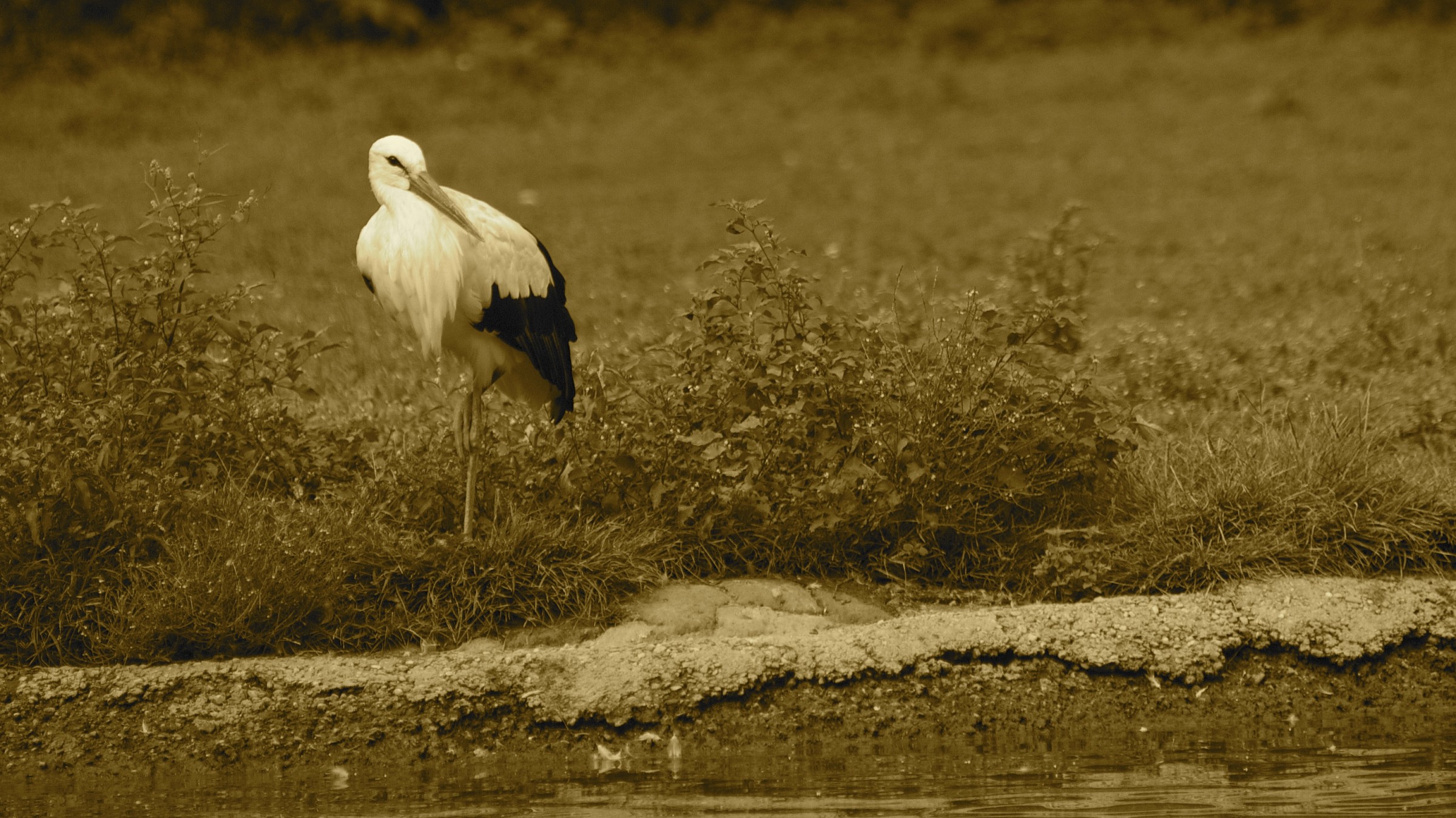 Racconigi, Parco Anatidi - L'Attesa della cicogna