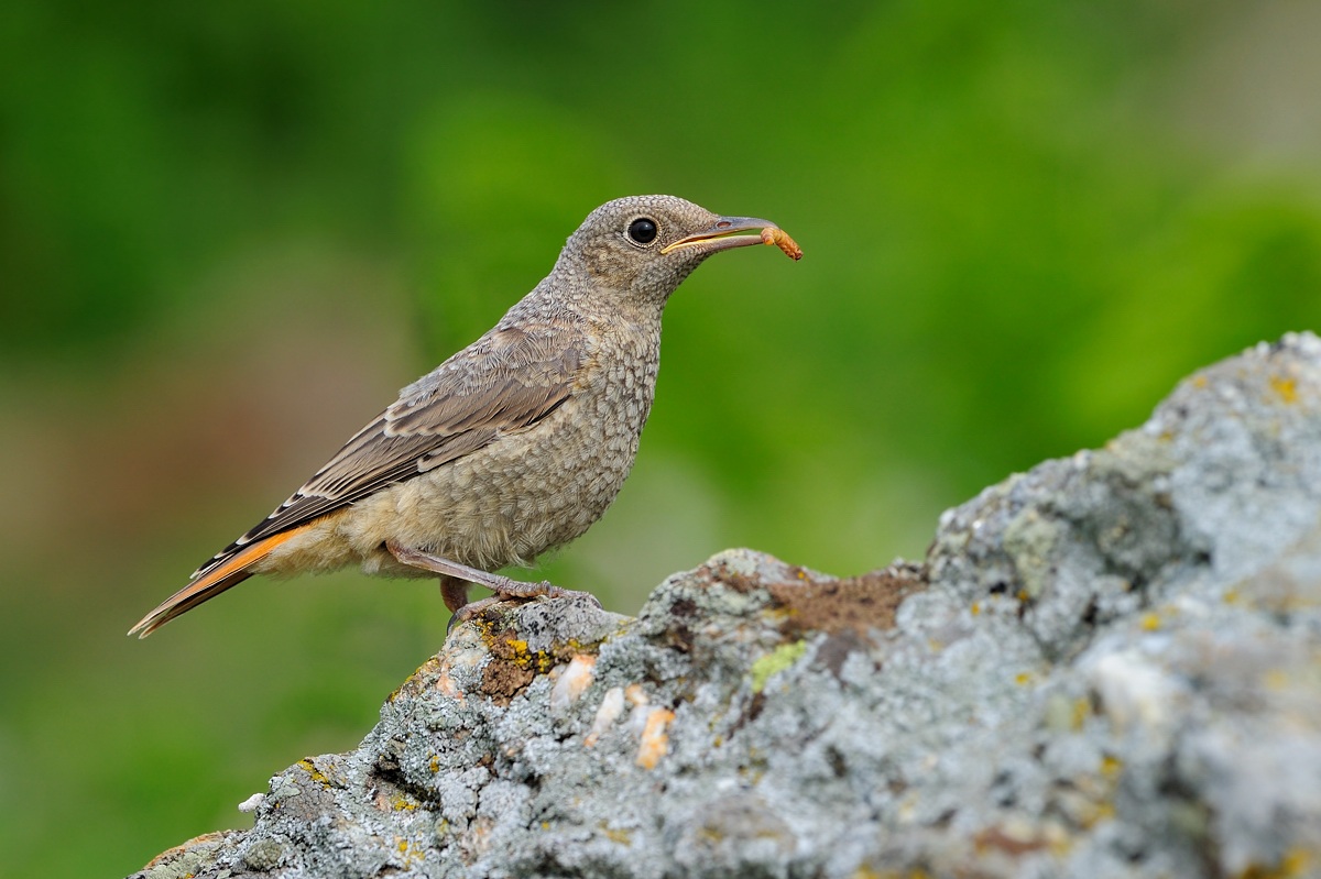 Giovane Codirossone...