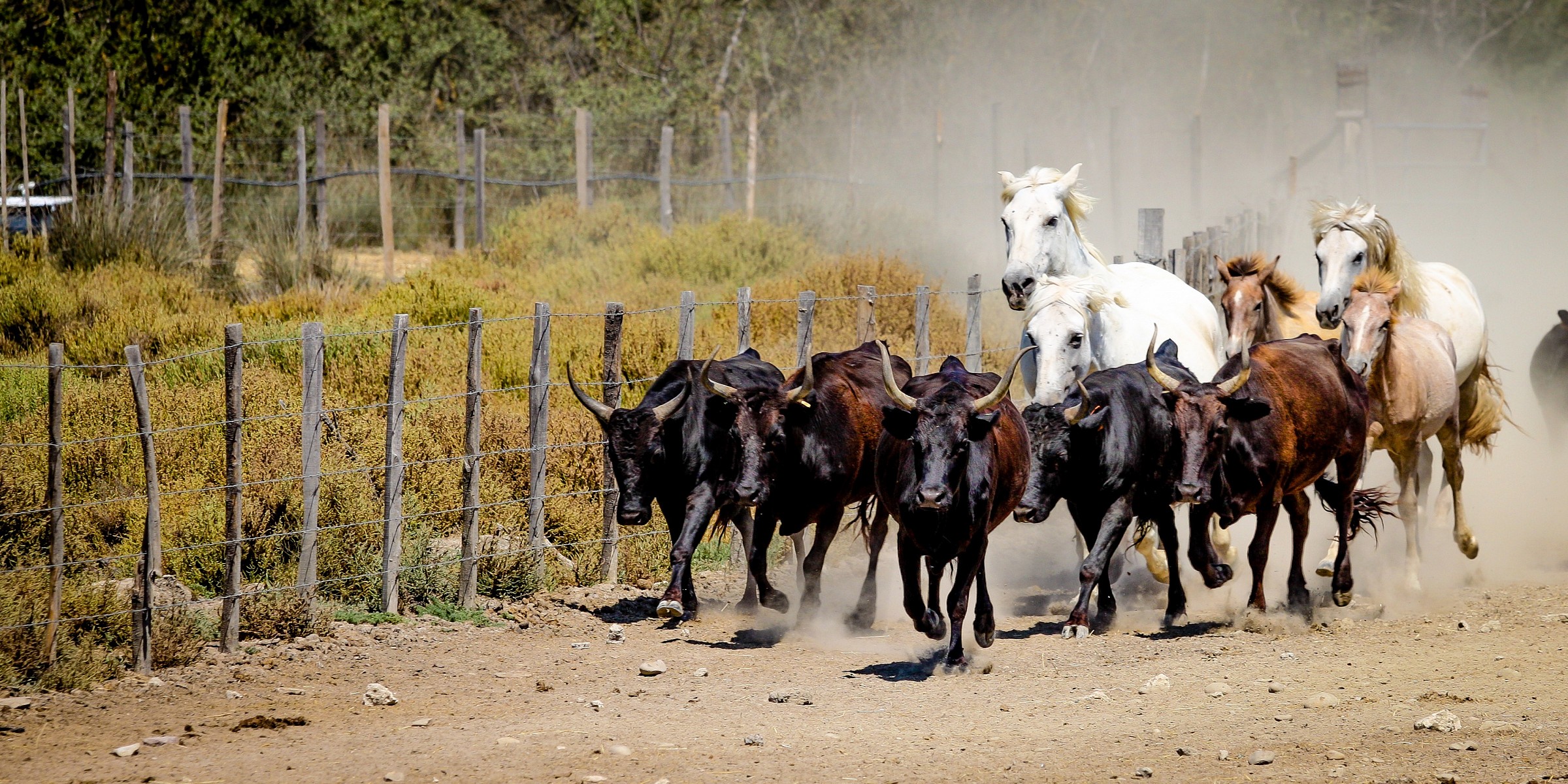 Bulls and horses at a gallop