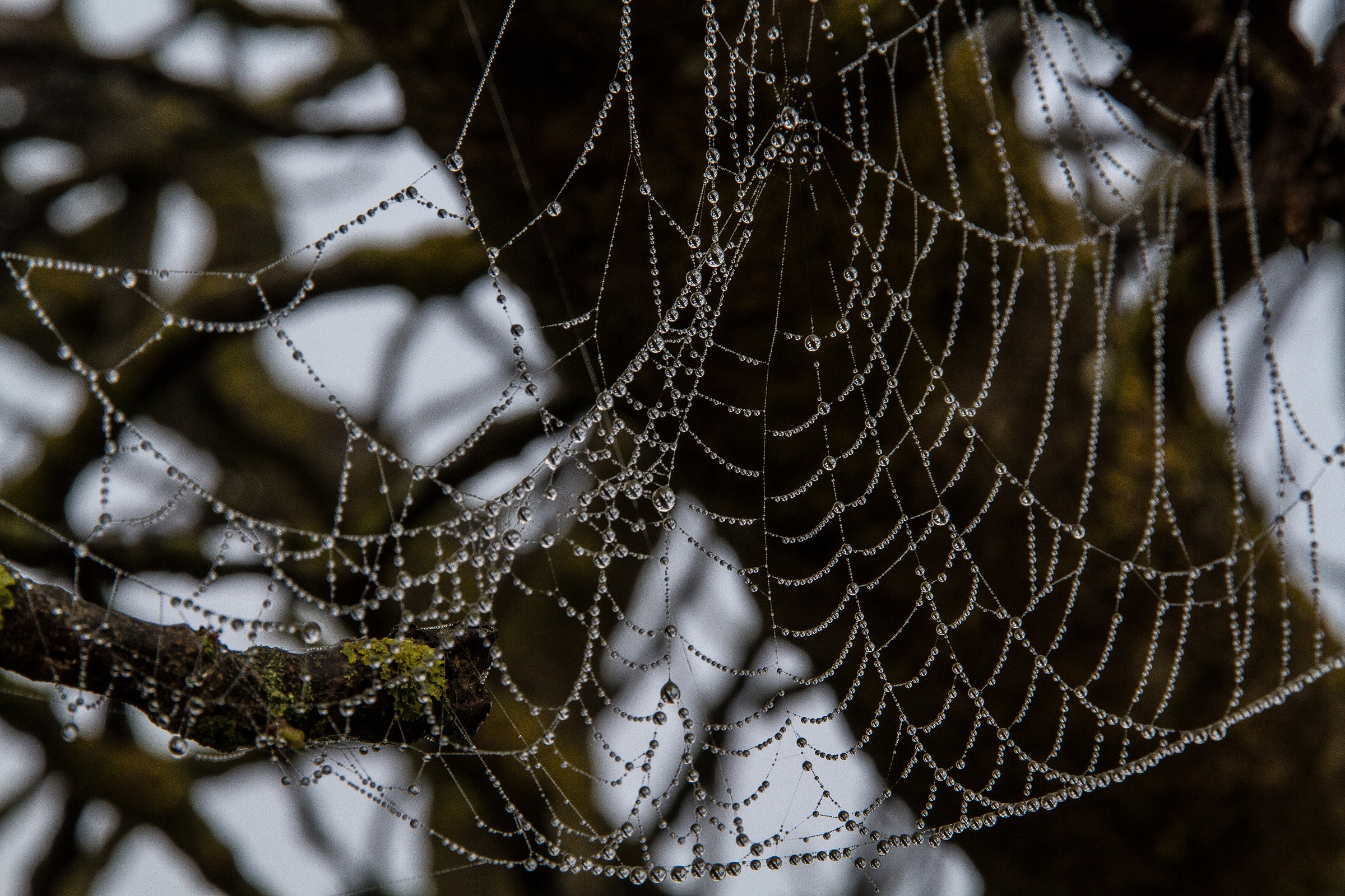 spider web with pearls