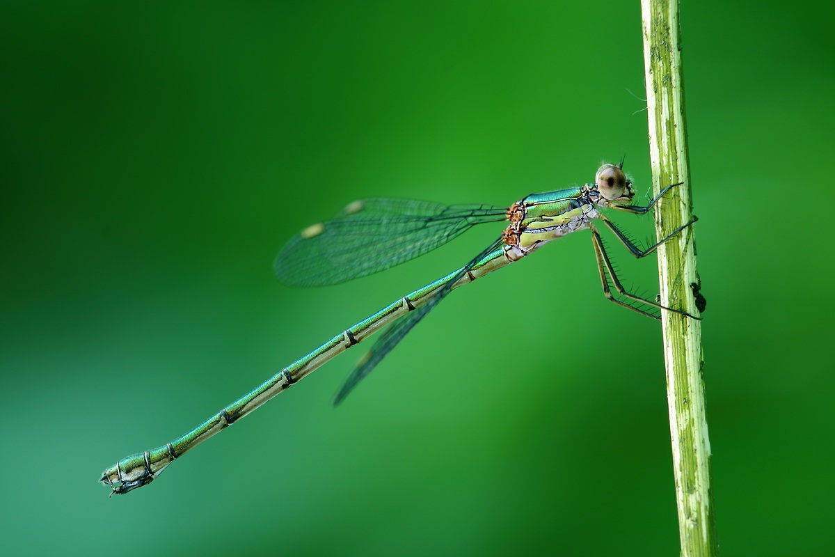 Lestes sponsa 2