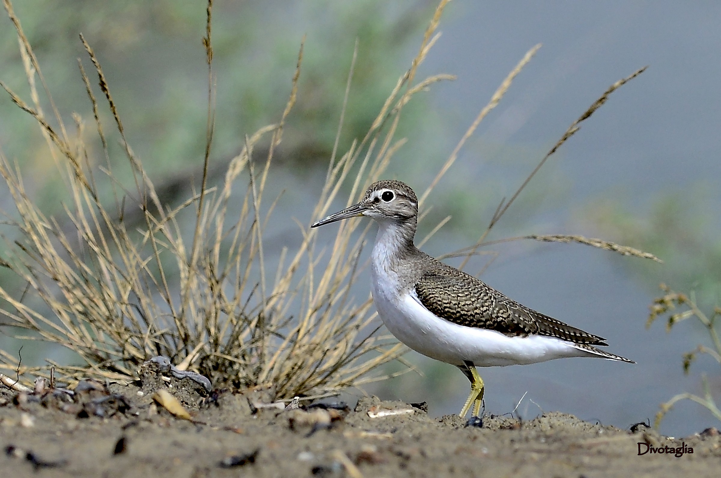Wood Sandpiper (Tringa glareola)