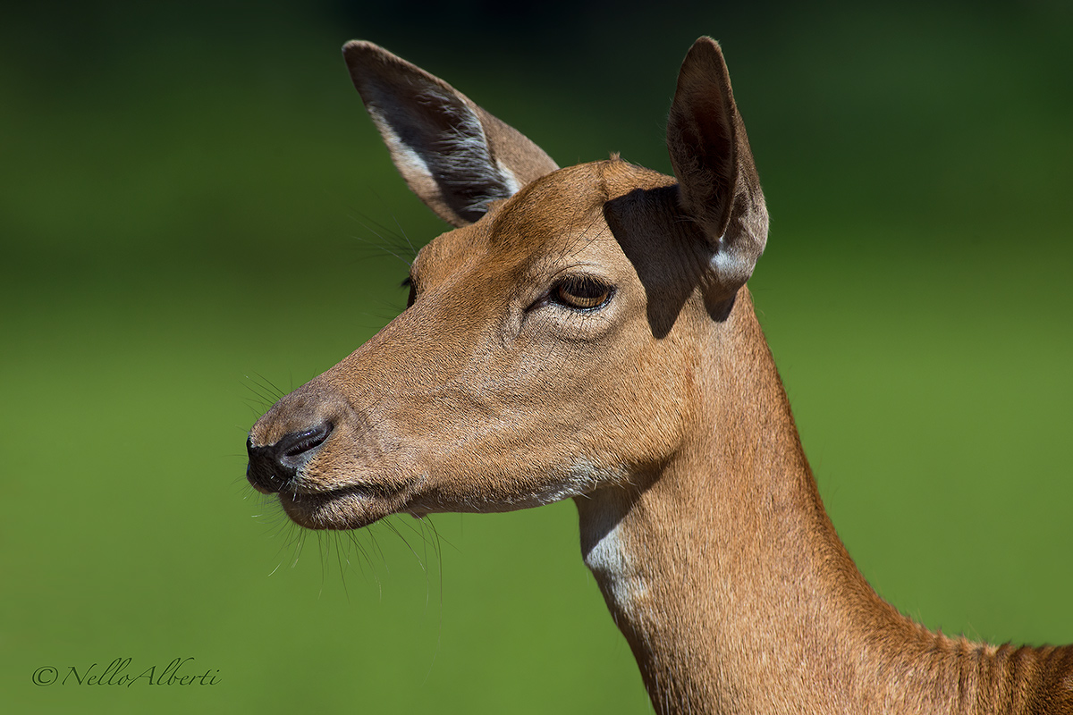 Doe Portrait