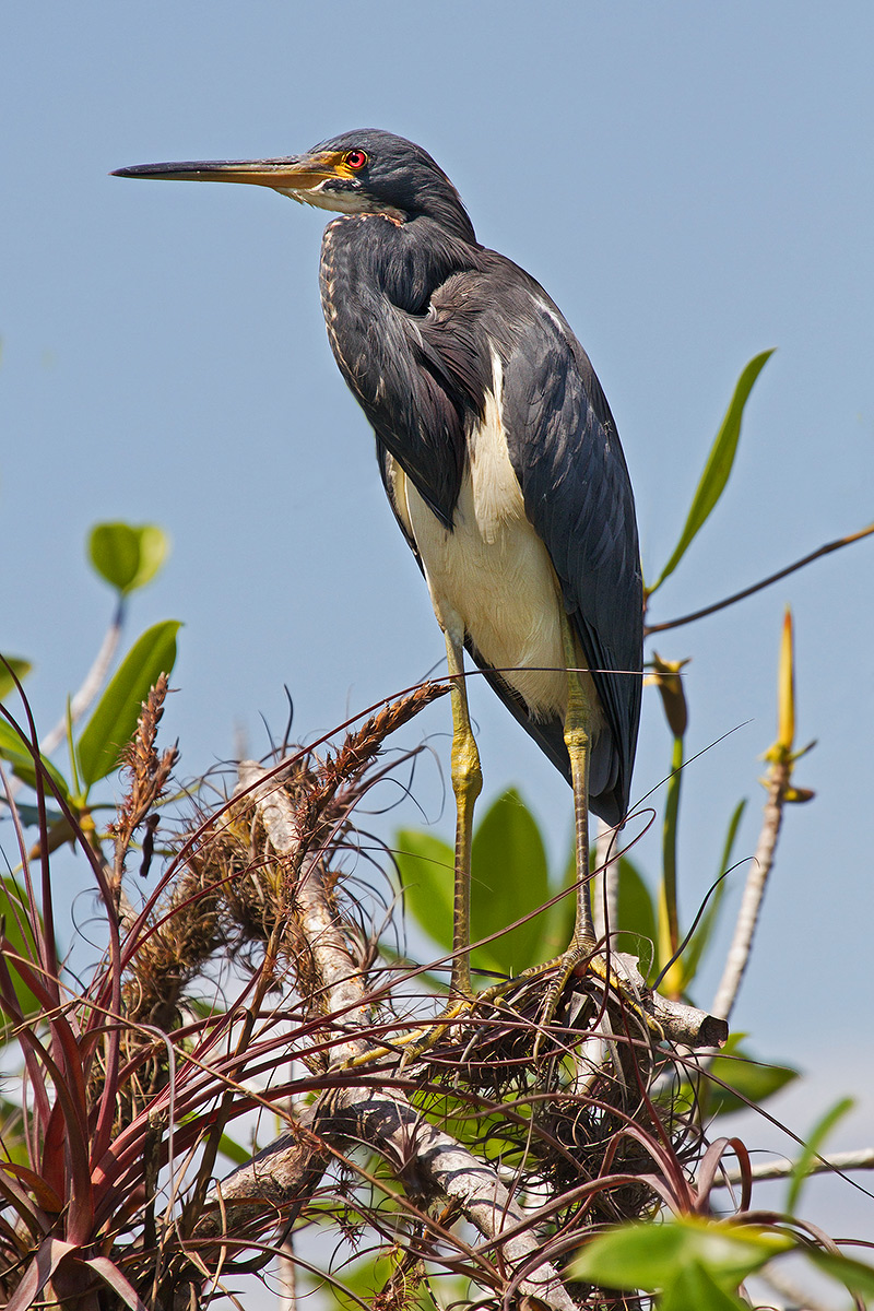Egretta tricolor