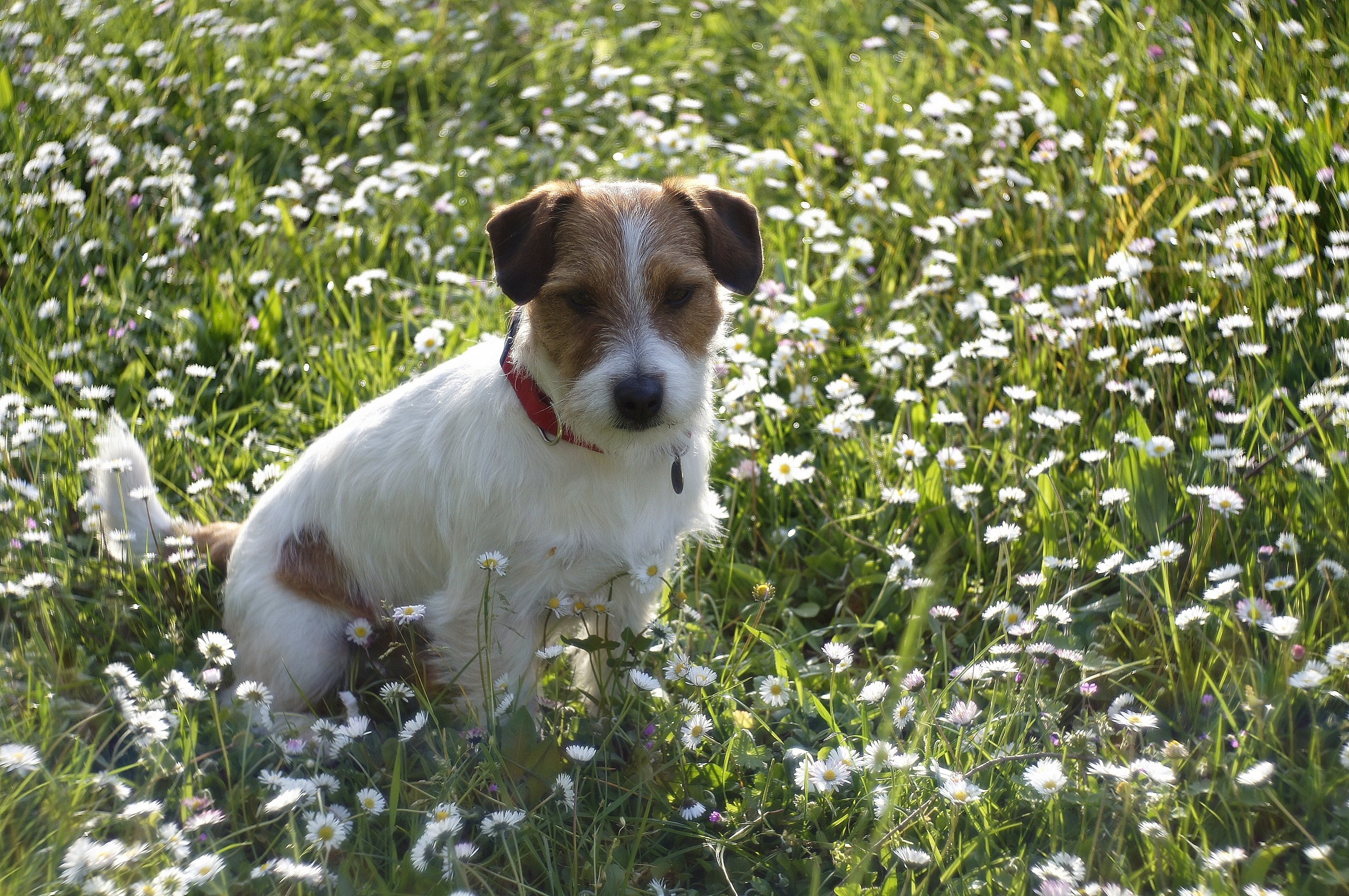 Tra le margherite sui colli Euganei
