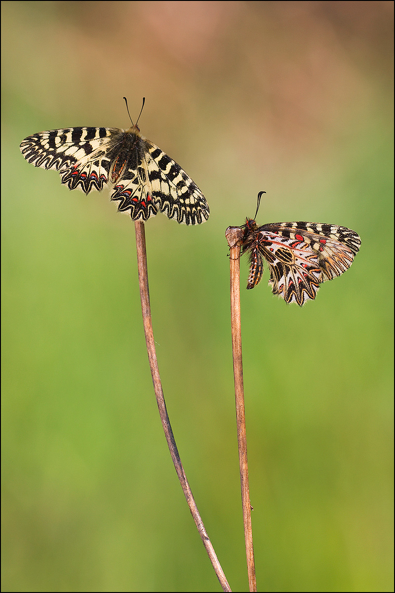 Cppia Zerynthia Polyxena