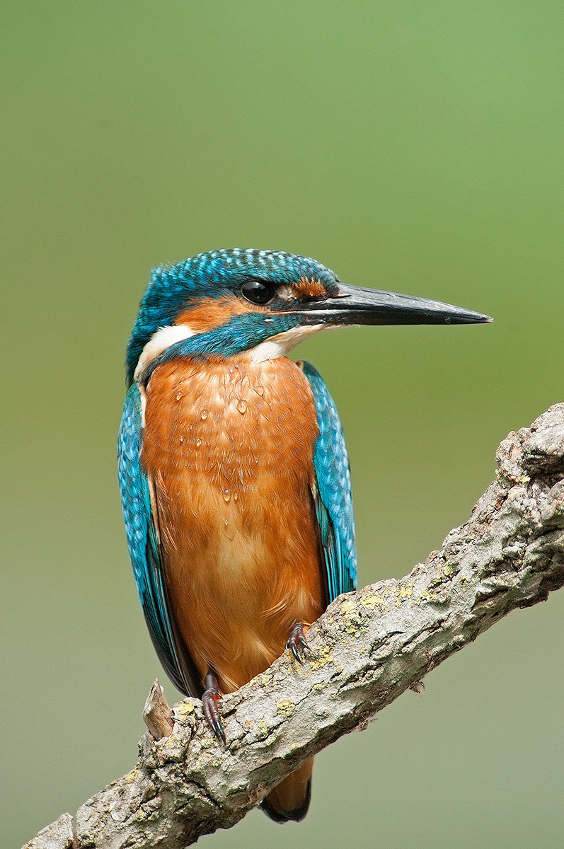 kingfisher