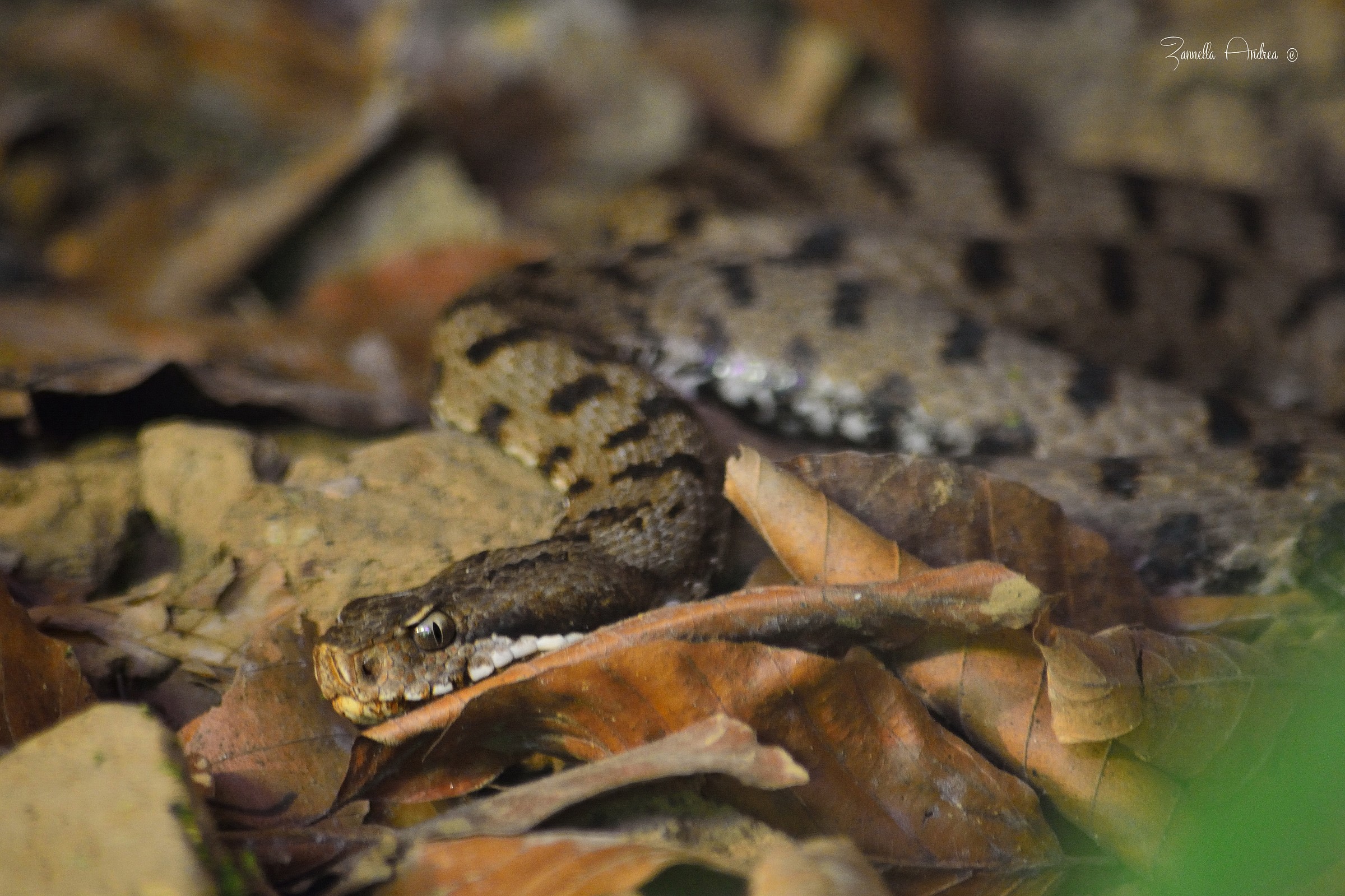 Vipera tra le foglie..
