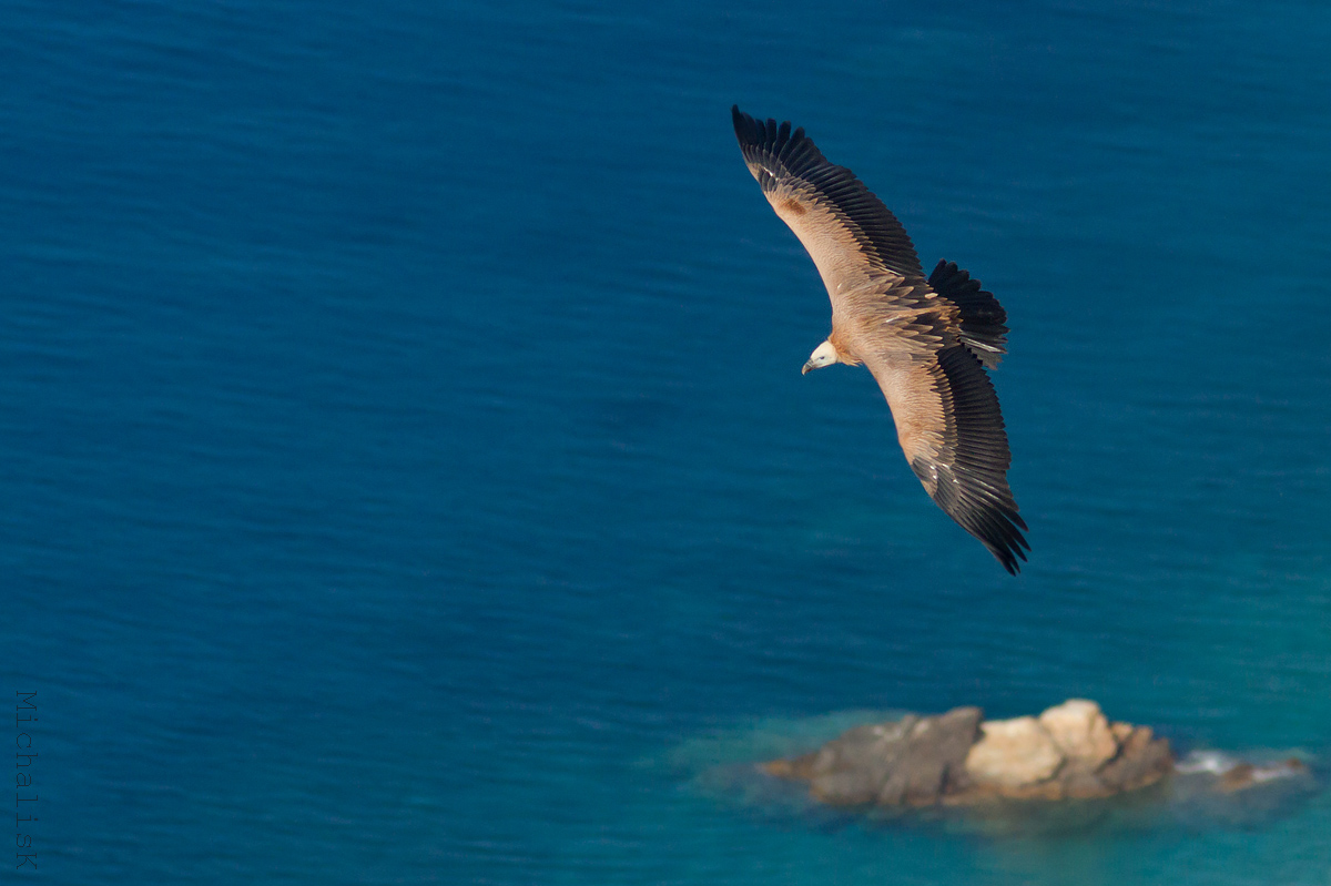 The Vulture and the sea
