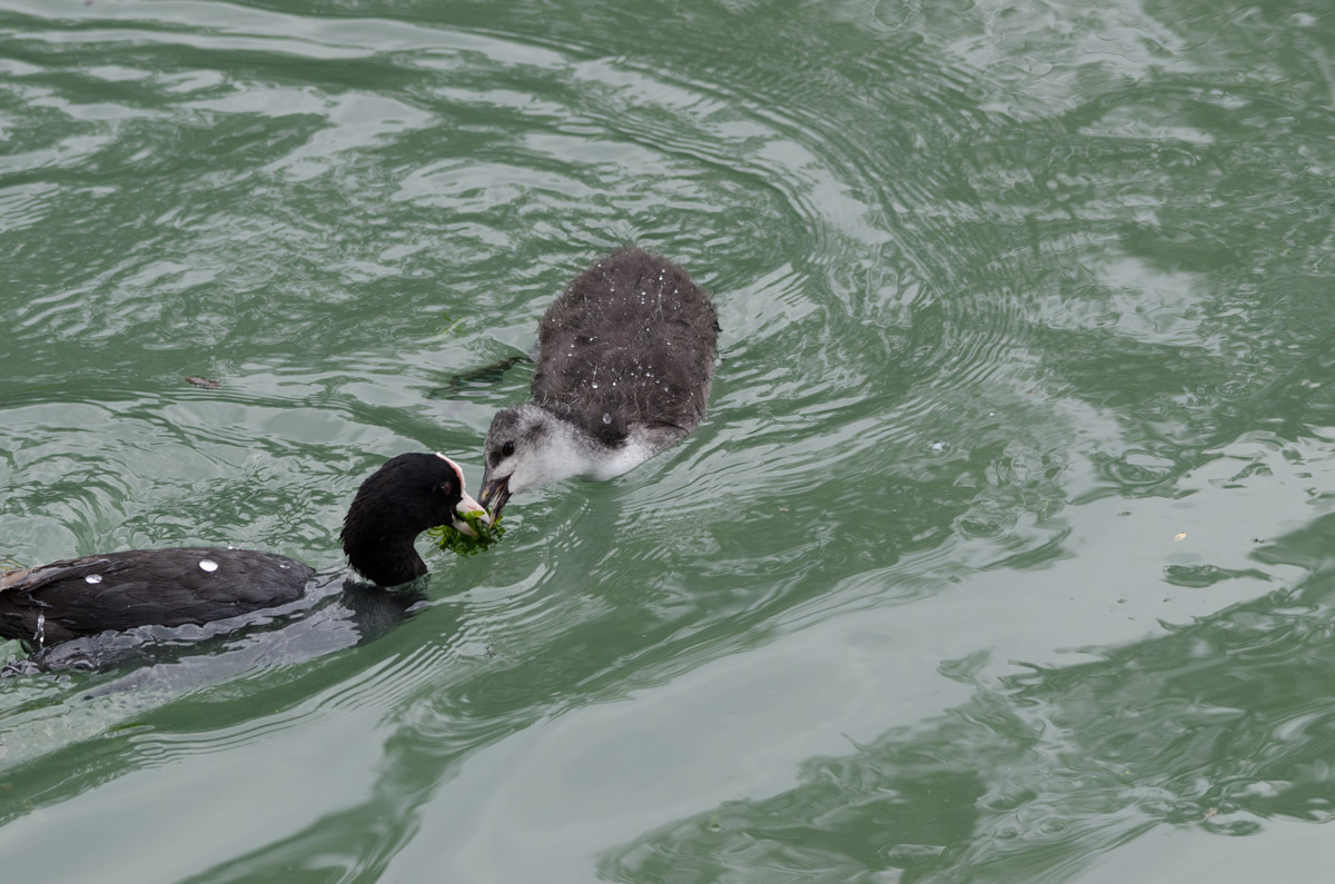 The mother take the small