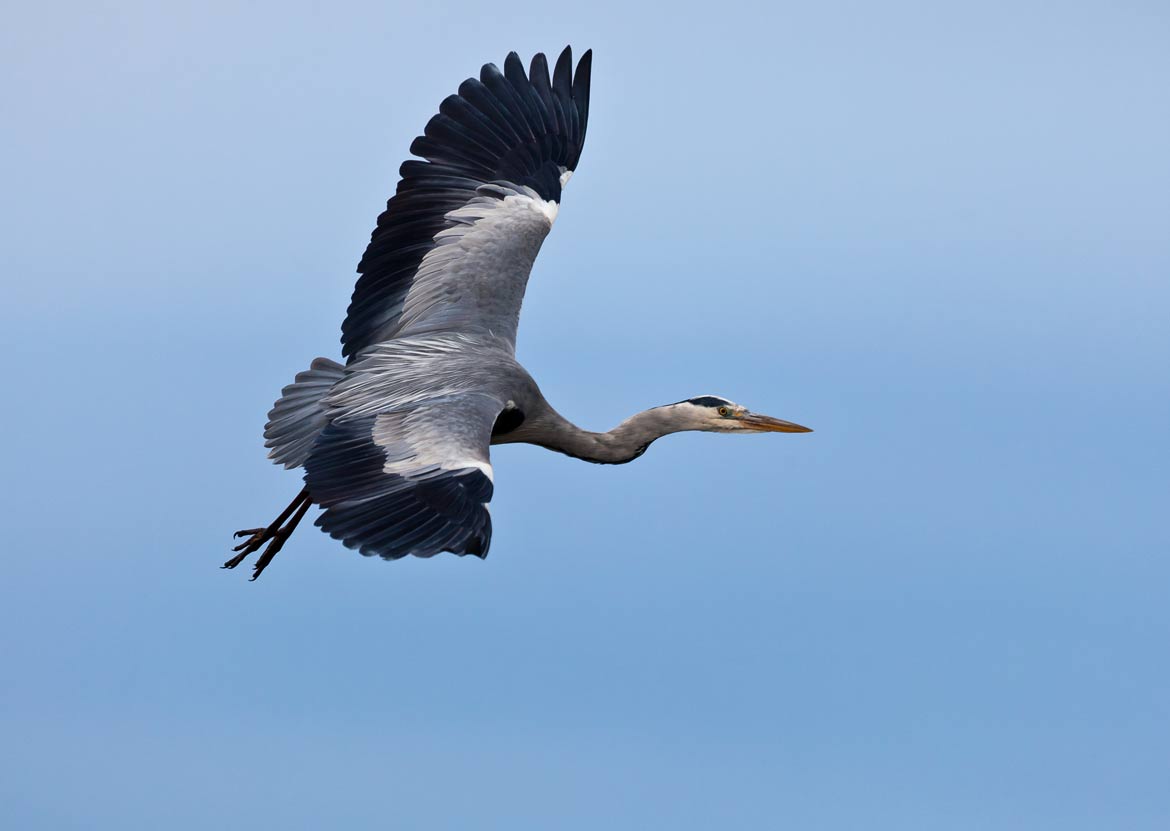 Camargue Airone Cenerino in volo