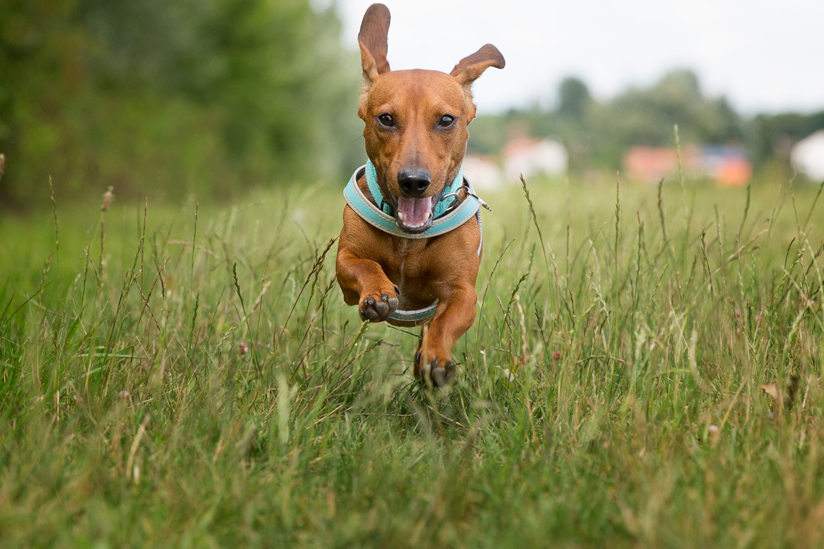 Pongo steering wheel