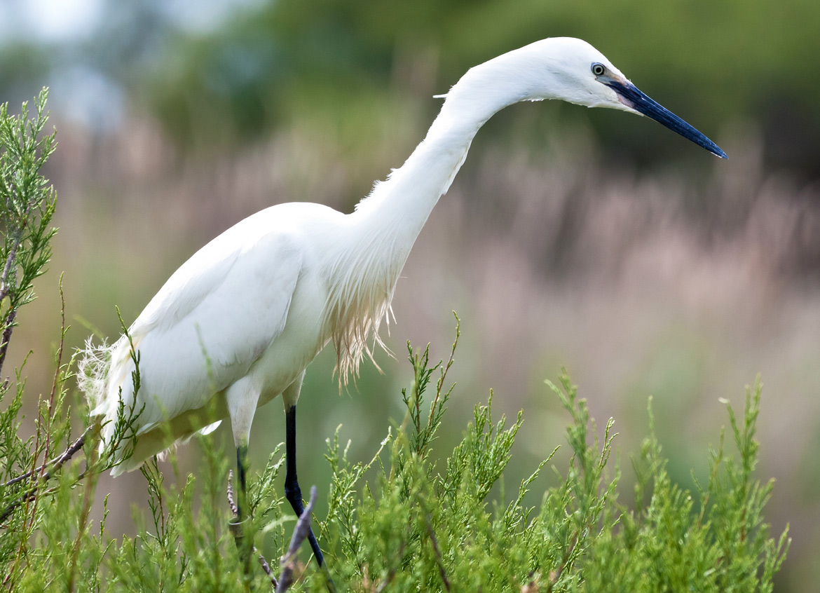 camargue-egretta garzetta