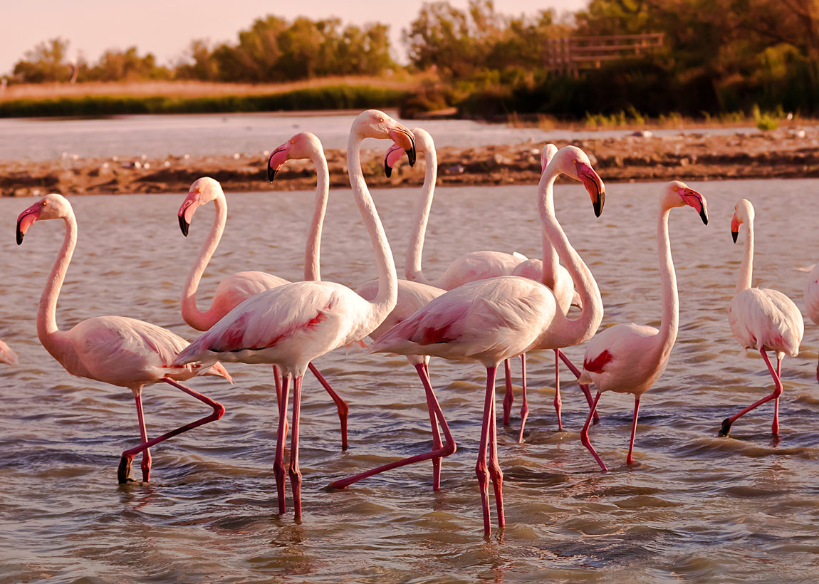 fenicotteri rosa o maggiori al tramonto